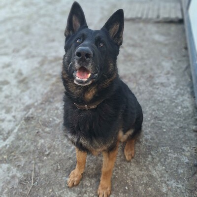 💥Rocky Deutscher Schäferhund ist nicht für eine Familie mit Kindern geeignet und seine neuen Besitzer sollten Erfahrung mit Hunden haben💥, Deutscher Schäferhund - Rüde