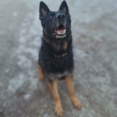 💥Rocky Deutscher Schäferhund ist nicht für eine Familie mit Kindern geeignet und seine neuen Besitzer sollten Erfahrung mit Hunden haben💥, Deutscher Schäferhund - Rüde