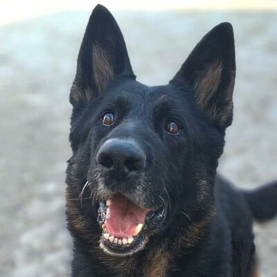 💥Rocky Deutscher Schäferhund ist nicht für eine Familie mit Kindern geeignet und seine neuen Besitzer sollten Erfahrung mit Hunden haben💥, Deutscher Schäferhund - Rüde