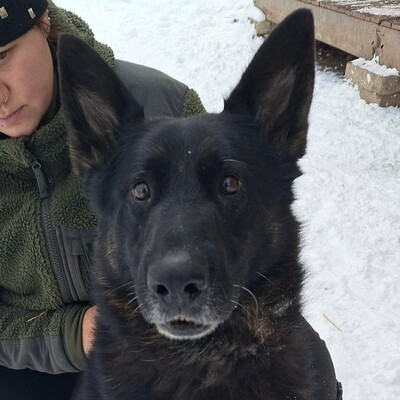 💥Rocky Deutscher Schäferhund ist nicht für eine Familie mit Kindern geeignet und seine neuen Besitzer sollten Erfahrung mit Hunden haben💥, Deutscher Schäferhund - Rüde