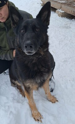💥Rocky Deutscher Schäferhund ist nicht für eine Familie mit Kindern geeignet und seine neuen Besitzer sollten Erfahrung mit Hunden haben💥, Deutscher Schäferhund - Rüde