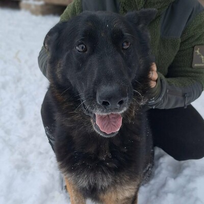 💥Rocky Deutscher Schäferhund ist nicht für eine Familie mit Kindern geeignet und seine neuen Besitzer sollten Erfahrung mit Hunden haben💥, Deutscher Schäferhund - Rüde