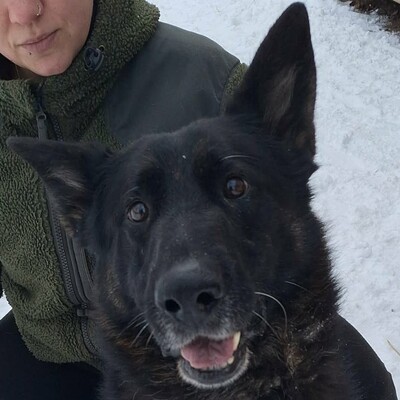 💥Rocky Deutscher Schäferhund ist nicht für eine Familie mit Kindern geeignet und seine neuen Besitzer sollten Erfahrung mit Hunden haben💥, Deutscher Schäferhund - Rüde