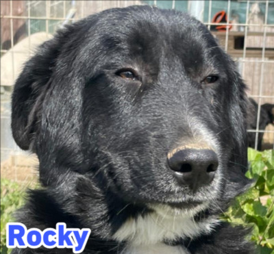 Rocky, Hütehund - Rüde