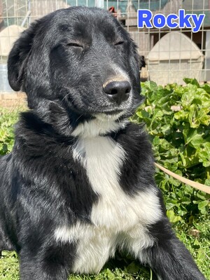 Rocky, Hütehund - Rüde