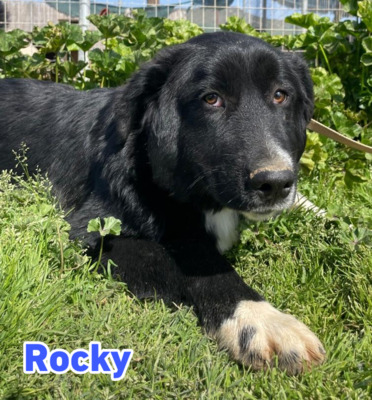 Rocky, Hütehund - Rüde