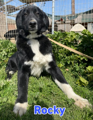 Rocky, Hütehund - Rüde