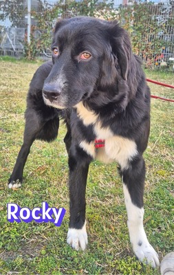 Rocky, Hütehund - Rüde