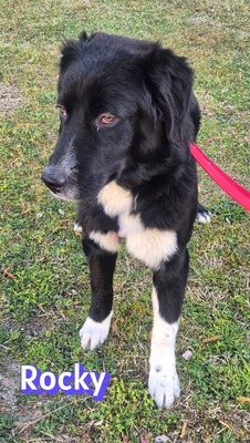 Rocky, Hütehund - Rüde