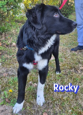 Rocky, Hütehund - Rüde