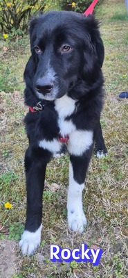 Rocky, Hütehund - Rüde