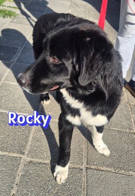 Rocky, Hütehund - Rüde