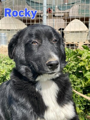 Rocky, Mischling - Rüde