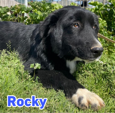 Rocky, Mischling - Rüde