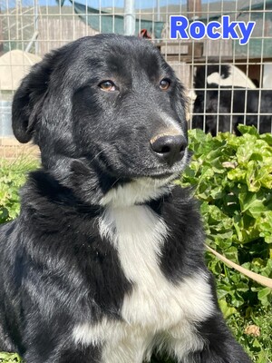 Rocky, Mischling - Rüde