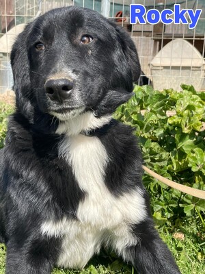 Rocky, Mischling - Rüde