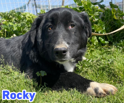 Rocky, Mischling - Rüde