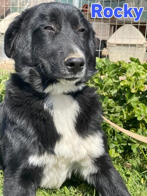Rocky, Mischling - Rüde