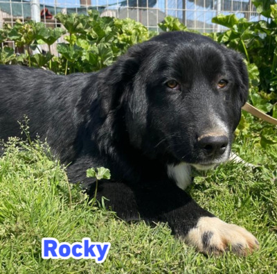 Rocky, Mischling - Rüde