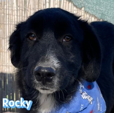 Rocky, Mischling Welpen - Rüde