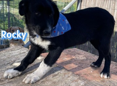 Rocky, Mischling Welpen - Rüde