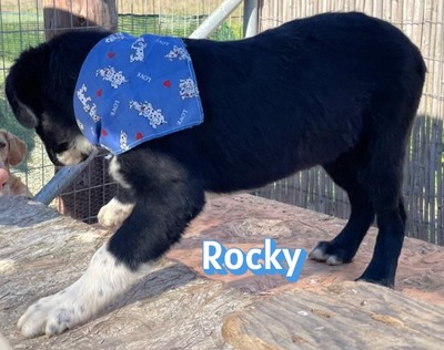 Rocky, Mischling Welpen - Rüde
