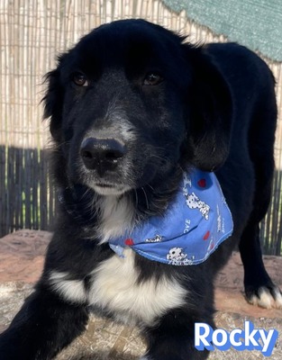 Rocky, Mischling Welpen - Rüde