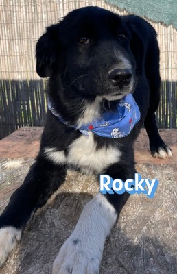 Rocky, Mischling Welpen - Rüde