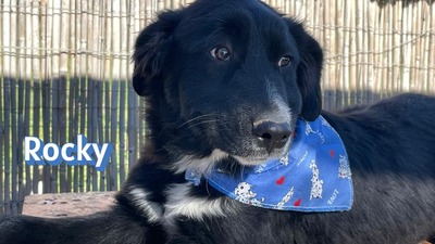 Rocky, Mischling Welpen - Rüde