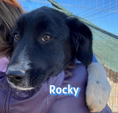 Rocky, Mischling Welpen - Rüde