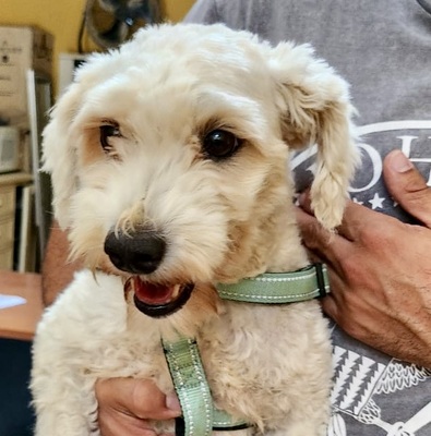 Rocky, Mix - Rüde