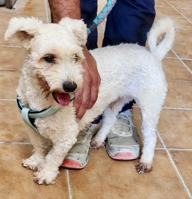 Rocky, Mix - Rüde