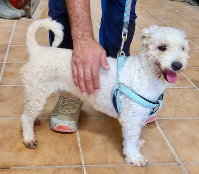 Rocky, Mix - Rüde