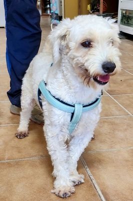 Rocky, Mix - Rüde