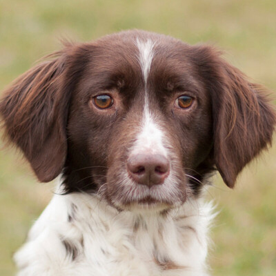 Rocky Rocket, Kleiner Münsterländer - Rüde