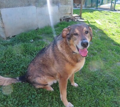 Rocky Schäferhund Mix sucht immer noch sein Zuhause