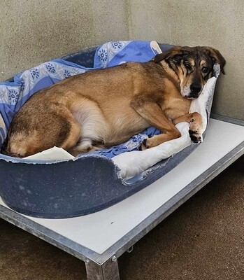 Rocky Schäferhund Mix sucht immer noch sein Zuhause, Schäferhund - Rüde