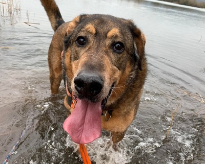 Rocky Schäferhund Mix sucht immer noch sein Zuhause, Schäferhund - Rüde