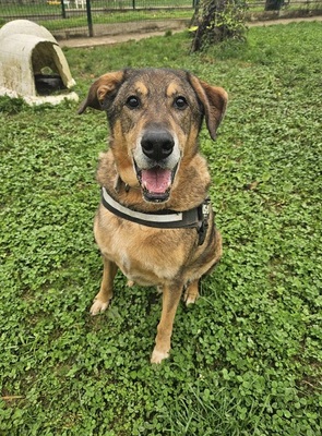 Rocky Schäferhund Mix sucht immer noch sein Zuhause, Schäferhund - Rüde