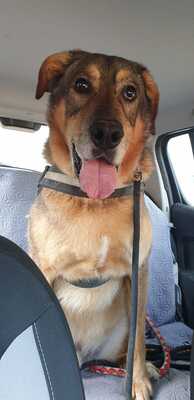 Rocky Schäferhund Mix sucht immer noch sein Zuhause, Schäferhund - Rüde