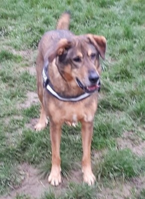 Rocky Schäferhundmix wartet immer noch im Tierheim auf sein Zuhause, Schäferhund - Rüde