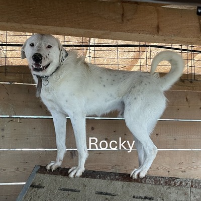 Rocky, geb. 2022, stattlicher lieber Rüde sucht seine Familie, Mischling - Rüde