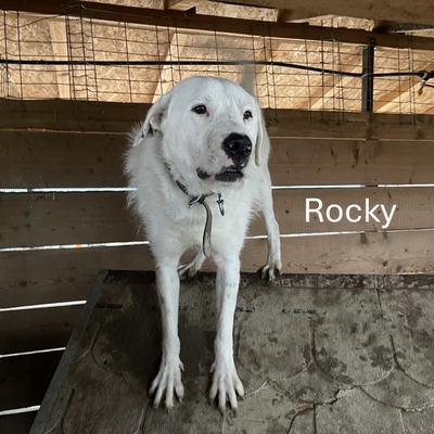 Rocky, geb. 2022, stattlicher lieber Rüde sucht seine Familie, Mischling - Rüde