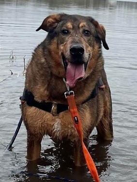 Rocky hübscher Schäferhund Mix Rüde sucht sein Zuhause, Schäferhund Mix - Rüde