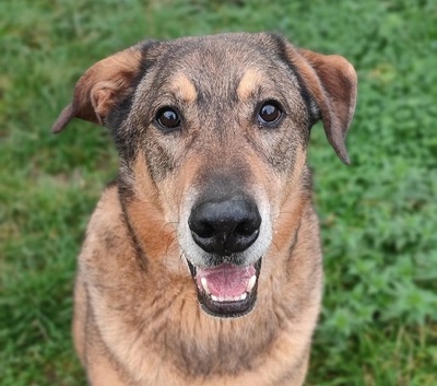 Rocky hübscher Schäferhund Mix Rüde sucht sein Zuhause, Schäferhund Mix - Rüde