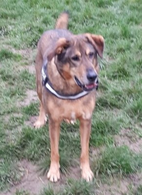 Rocky hübscher Schäferhund Mix Rüde sucht sein Zuhause, Schäferhund Mix - Rüde