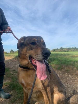 Rocky hübscher Schäferhund Mix Rüde sucht sein Zuhause, Schäferhund Mix - Rüde