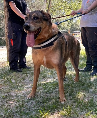 Rocky hübscher Schäferhund Mix Rüde sucht sein Zuhause, Schäferhund Mix - Rüde