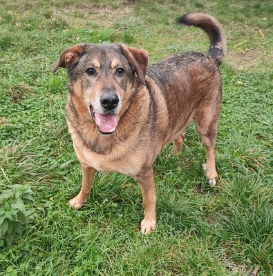 Rocky hübscher Schäferhund Mix Rüde sucht sein Zuhause, Schäferhund Mix - Rüde