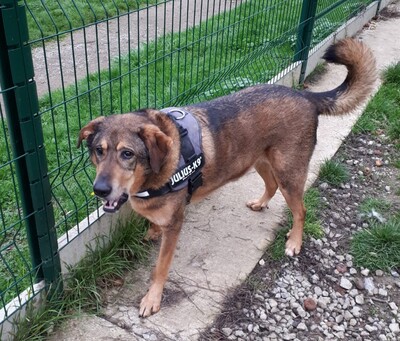 Rocky hübscher Schäferhund Mix Rüde sucht sein Zuhause, Schäferhund Mix - Rüde